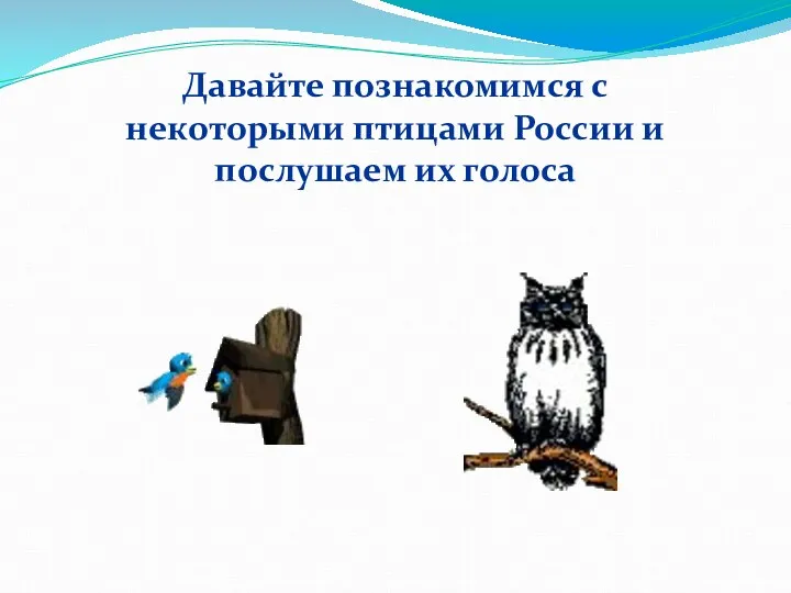 Давайте познакомимся с некоторыми птицами России и послушаем их голоса