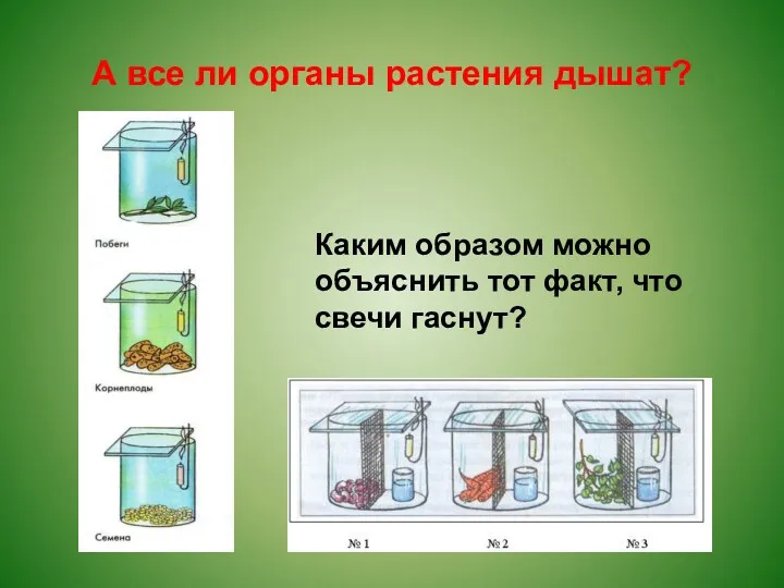 А все ли органы растения дышат? Каким образом можно объяснить тот факт, что свечи гаснут?