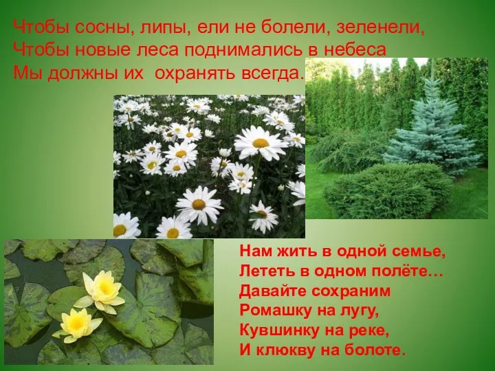 Чтобы сосны, липы, ели не болели, зеленели, Чтобы новые леса