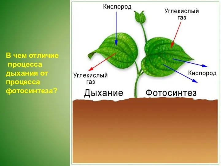 В чем отличие процесса дыхания от процесса фотосинтеза?