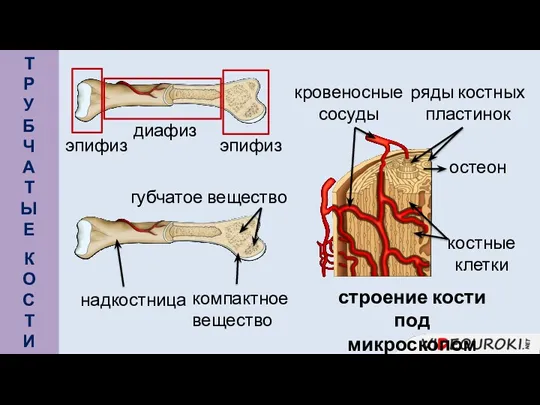 эпифиз эпифиз диафиз надкостница компактное вещество губчатое вещество строение кости