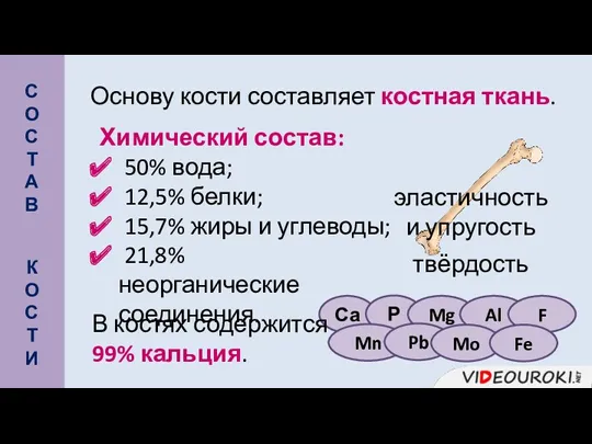 Основу кости составляет костная ткань. С О С Т А