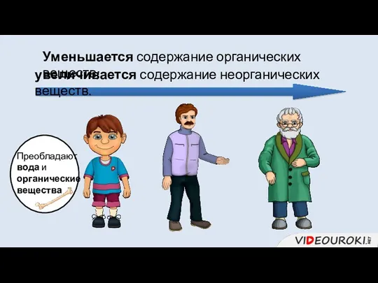 Уменьшается содержание органических веществ; увеличивается содержание неорганических веществ. Преобладают вода и органические вещества