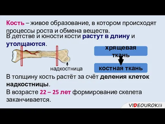 Кость – живое образование, в котором происходят процессы роста и