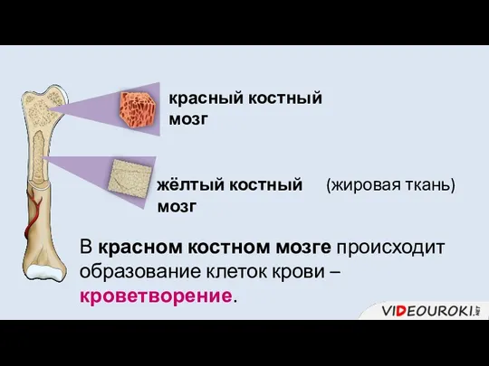 красный костный мозг В красном костном мозге происходит образование клеток