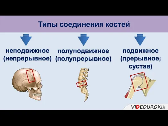 Типы соединения костей неподвижное (непрерывное) полуподвижное (полупрерывное) подвижное (прерывное; сустав)