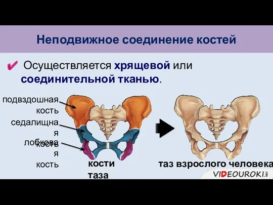 Неподвижное соединение костей Осуществляется хрящевой или соединительной тканью. седалищная кость