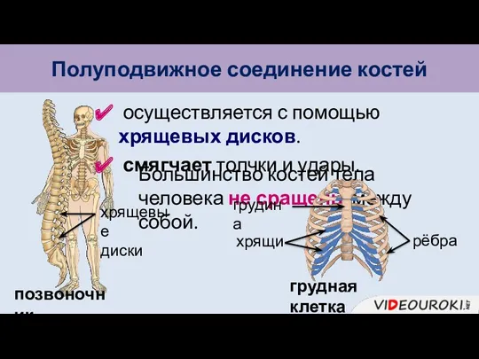 Полуподвижное соединение костей Большинство костей тела человека не сращены между