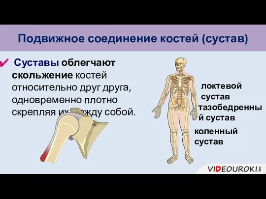 Подвижное соединение костей (сустав) Суставы облегчают скольжение костей относительно друг