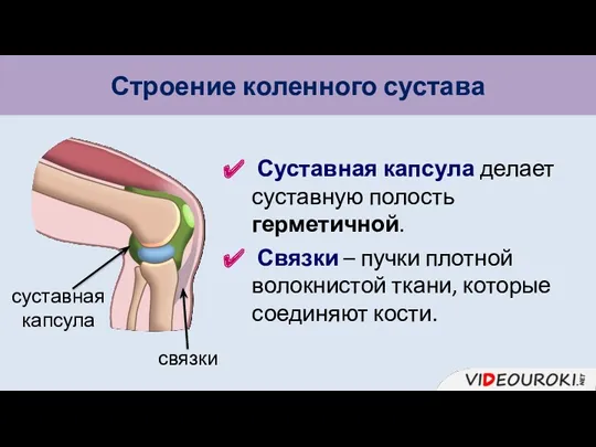 суставная капсула Строение коленного сустава Суставная капсула делает суставную полость