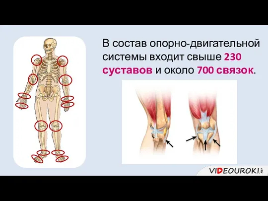 В состав опорно-двигательной системы входит свыше 230 суставов и около 700 связок.