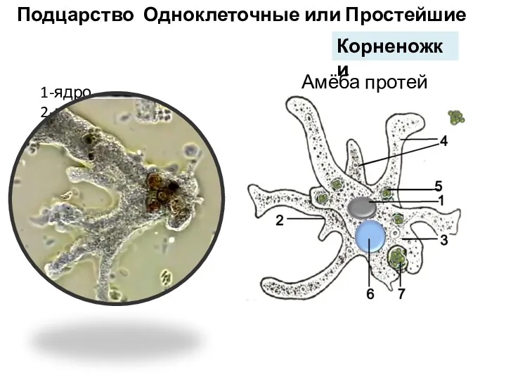 1-ядро 2-мембрана 3-цитоплазма 4-псевдоподии 5-пищеварительная вакуоль 6-сократительная вакуоль 7-процесс питания