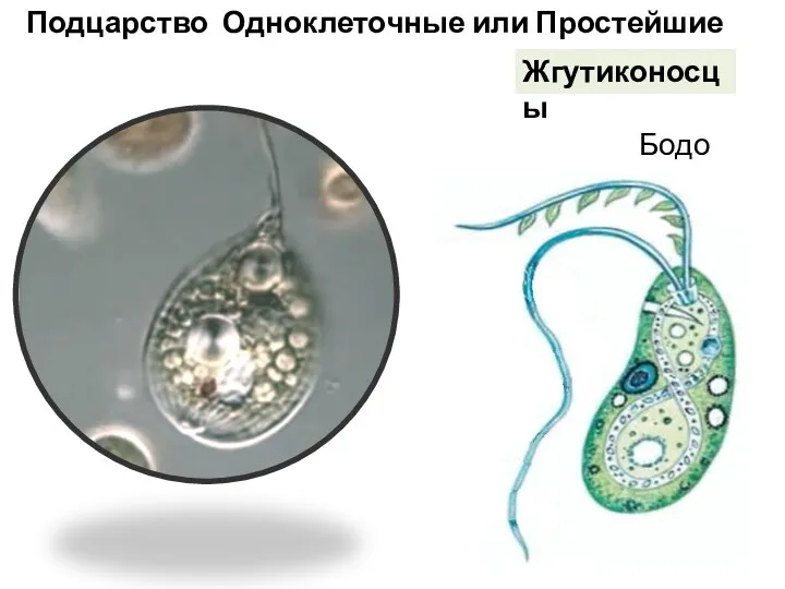 Подцарство Одноклеточные или Простейшие Бодо Жгутиконосцы