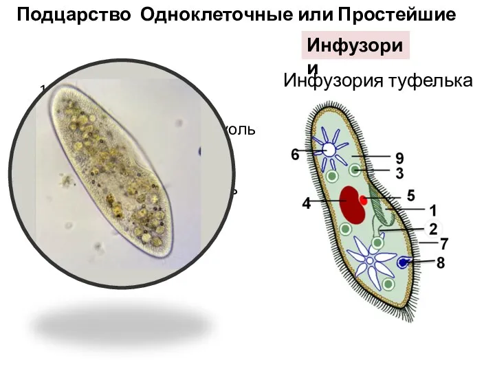 1-клеточный рот 2-клеточная глотка 3-пищеварительная вакуоль 4-большое ядро 5-малое ядро