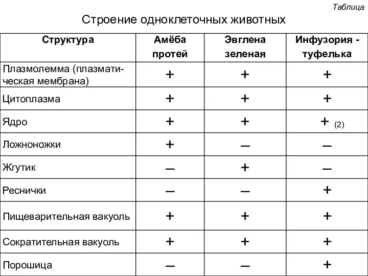 Таблица Строение одноклеточных животных