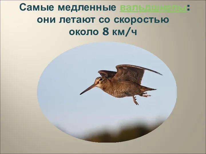 Самые медленные вальдшнепы: они летают со скоростью около 8 км/ч