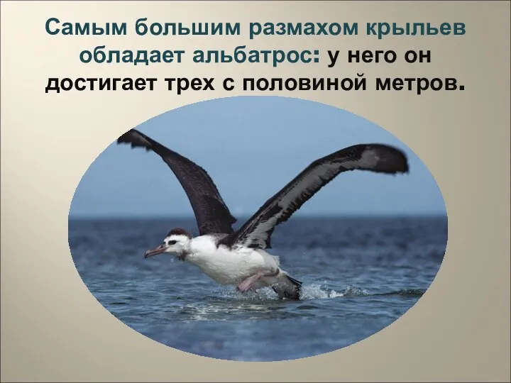 Самым большим размахом крыльев обладает альбатрос: у него он достигает трех с половиной метров.