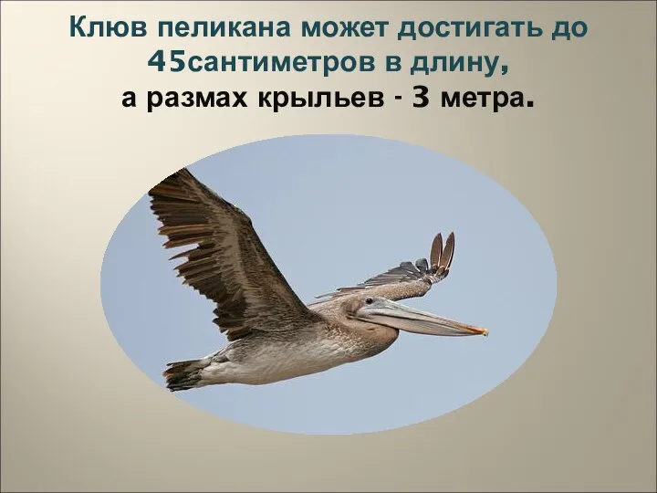 Клюв пеликана может достигать до 45сантиметров в длину, а размах крыльев - 3 метра.