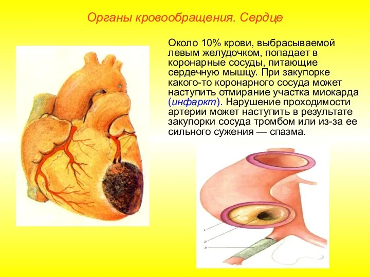 Органы кровообращения. Сердце Около 10% крови, выбрасываемой левым желудочком, попадает