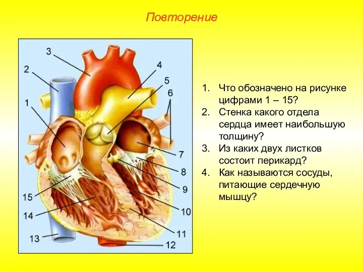 Повторение Что обозначено на рисунке цифрами 1 – 15? Стенка