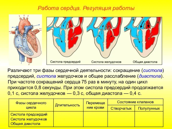 Работа сердца. Регуляция работы Различают три фазы сердечной деятельности: сокращение