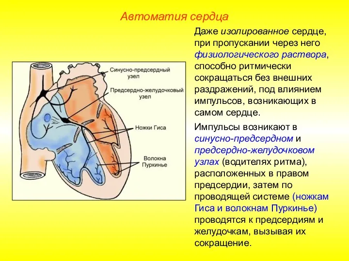 Автоматия сердца Даже изолированное сердце, при пропускании через него физиологического