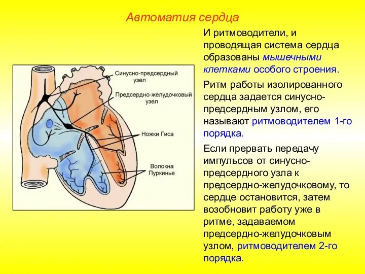 Автоматия сердца И ритмоводители, и проводящая система сердца образованы мышечными