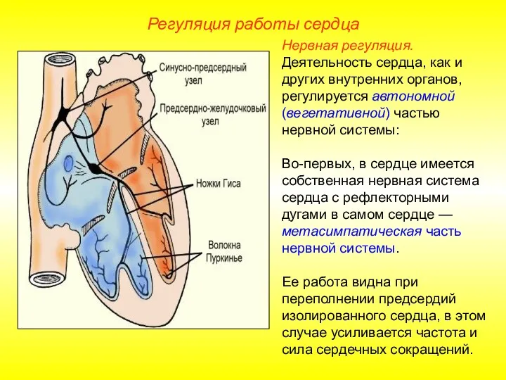 Регуляция работы сердца Нервная регуляция. Деятельность сердца, как и других