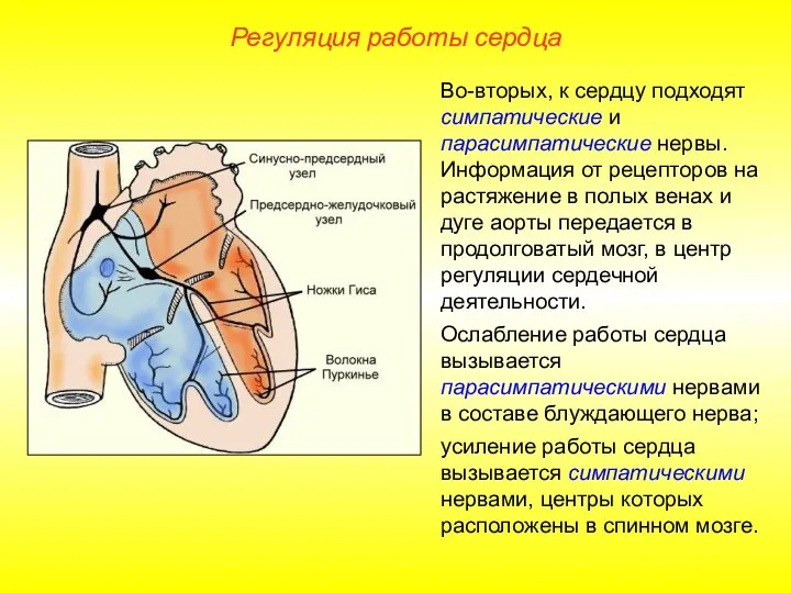 Регуляция работы сердца Во-вторых, к сердцу подходят симпатические и парасимпатические