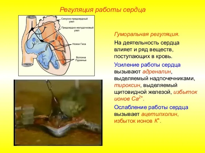 Регуляция работы сердца Гуморальная регуляция. На деятельность сердца влияет и