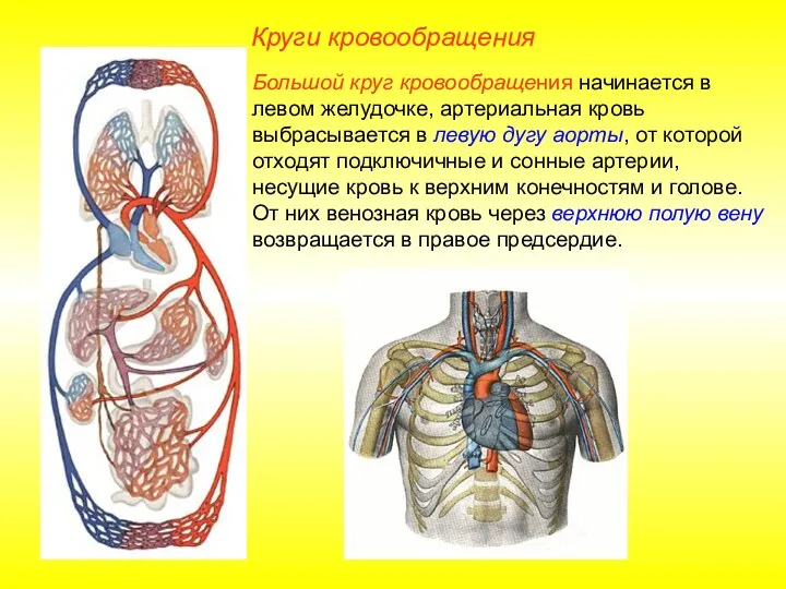 Круги кровообращения Большой круг кровообращения начинается в левом желудочке, артериальная