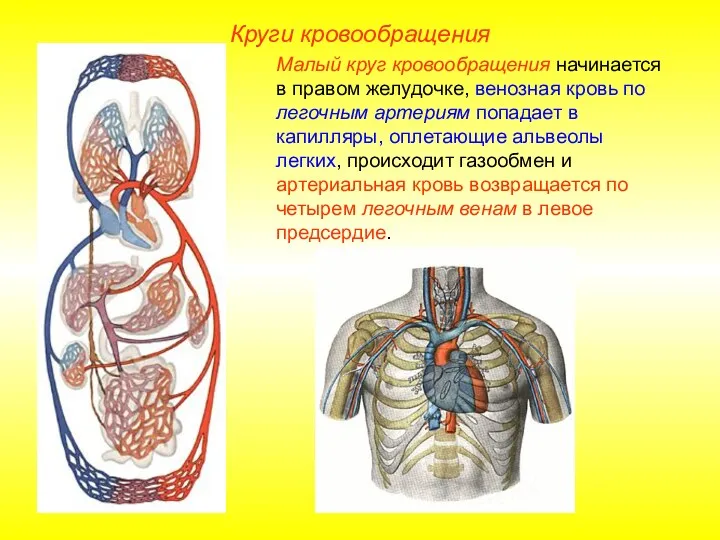Круги кровообращения Малый круг кровообращения начинается в правом желудочке, венозная