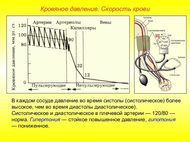 Кровяное давление. Скорость крови В каждом сосуде давление во время