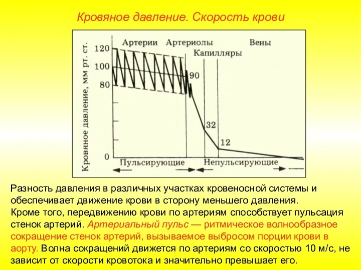 Кровяное давление. Скорость крови Разность давления в различных участках кровеносной