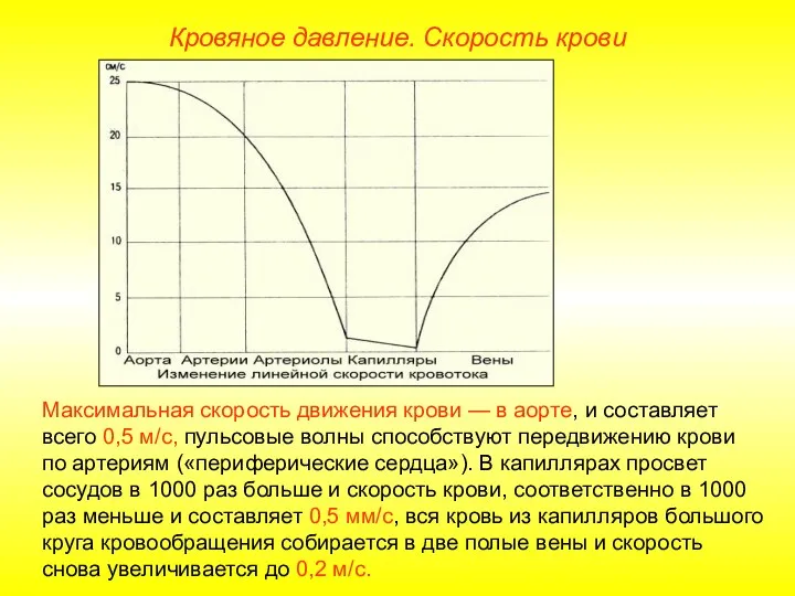 Кровяное давление. Скорость крови Максимальная скорость движения крови — в