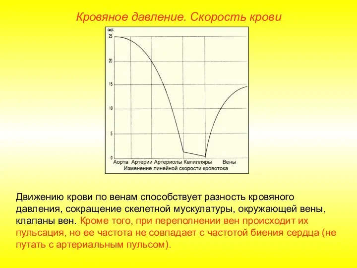 Кровяное давление. Скорость крови Движению крови по венам способствует разность