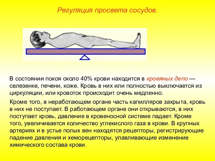 Регуляция просвета сосудов. В состоянии покоя около 40% крови находится