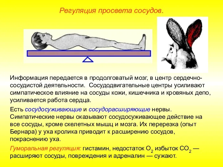 Регуляция просвета сосудов. Информация передается в продолговатый мозг, в центр