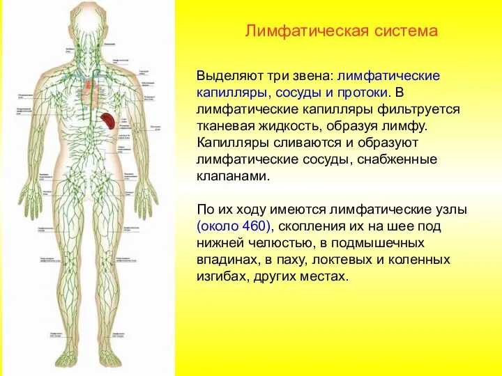 Выделяют три звена: лимфатические капилляры, сосуды и протоки. В лимфатические