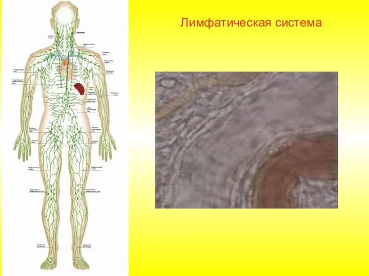 Лимфатическая система