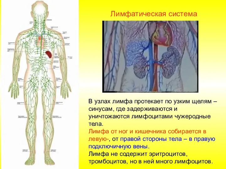 В узлах лимфа протекает по узким щелям – синусам, где