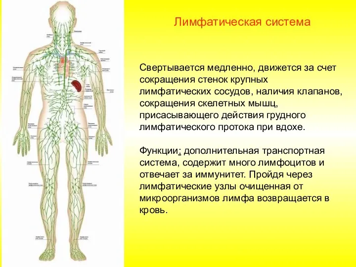 Свертывается медленно, движется за счет сокращения стенок крупных лимфатических сосудов,