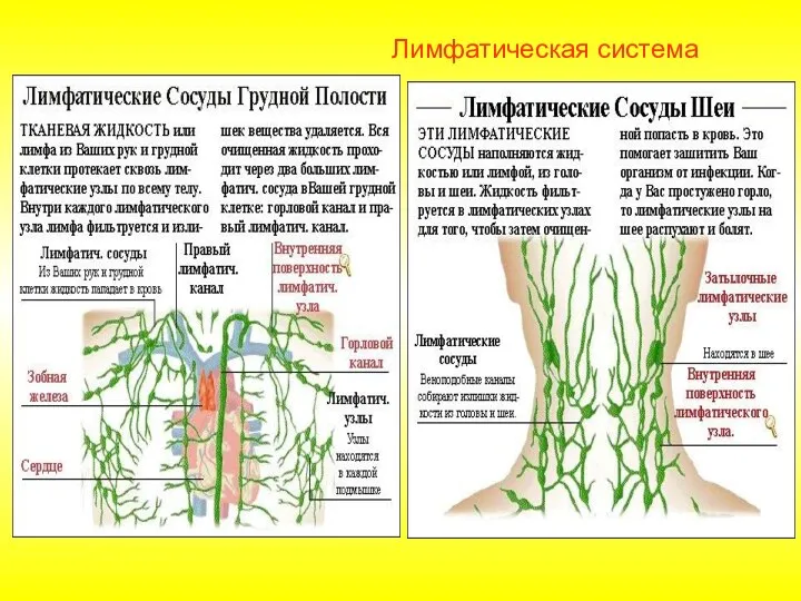 Лимфатическая система