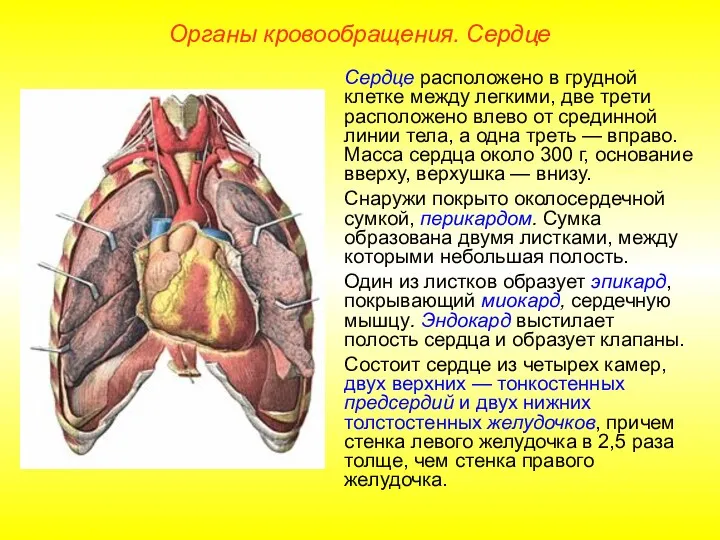 Органы кровообращения. Сердце Сердце расположено в грудной клетке между легкими,