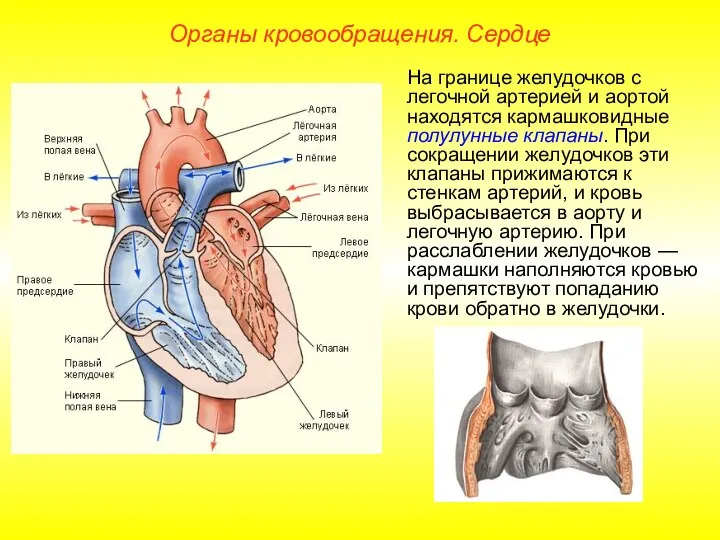 Органы кровообращения. Сердце На границе желудочков с легочной артерией и