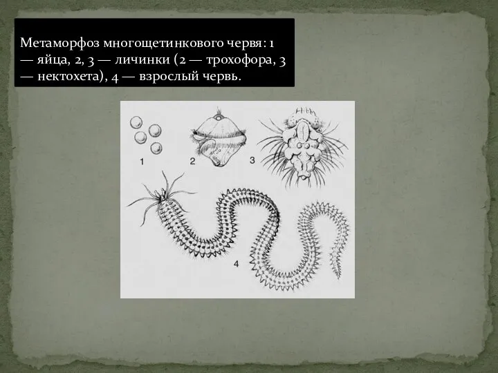 Метаморфоз многощетинкового червя: 1 — яйца, 2, 3 — личинки