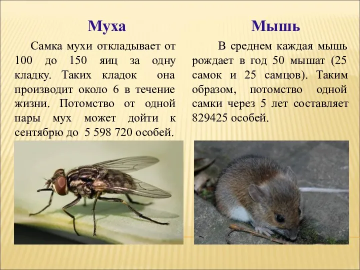 Самка мухи откладывает от 100 до 150 яиц за одну