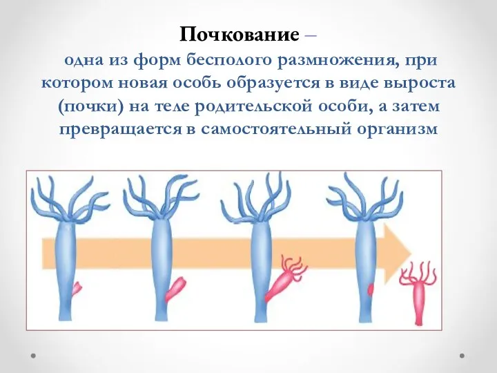 Почкование – одна из форм бесполого размножения, при котором новая