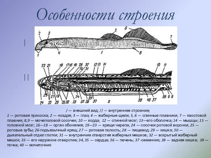 Особенности строения / — внешний вид; // — внутреннее строение;