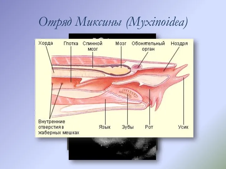 Отряд Миксины (Myxinoidea)